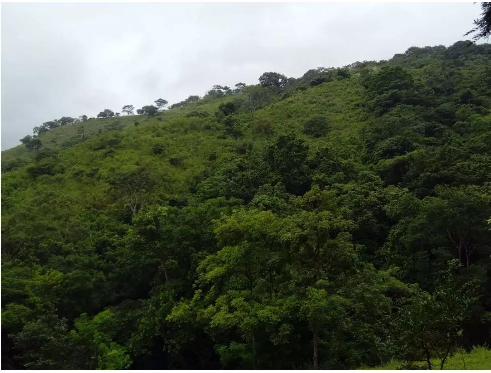Venta de Finca en Torti, Chepo 