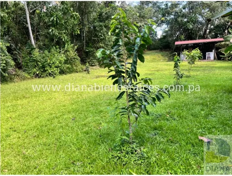 Venta de finca en Chorrera