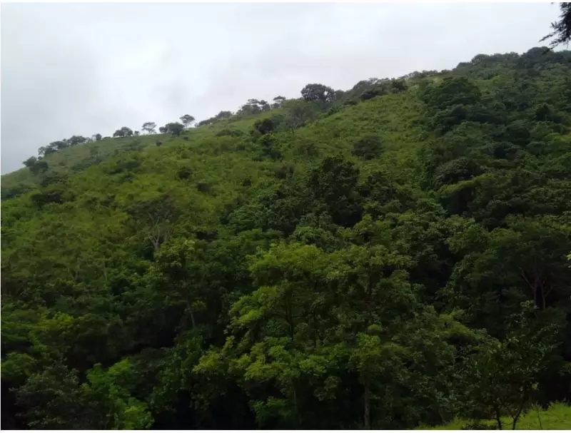 Venta de Finca en Torti, Chepo 
